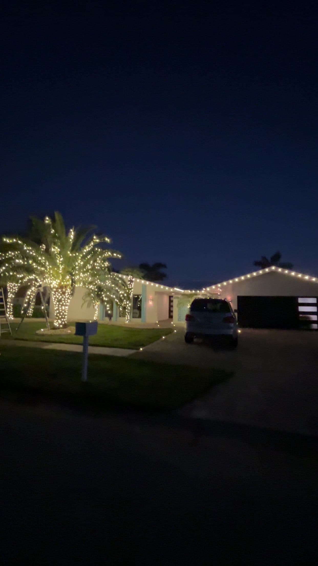 Christmas Lights on Palm Trees Done Right