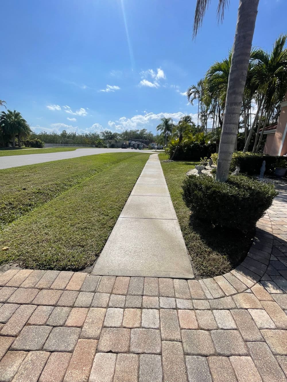 Sunny pathway bordered by lush greenery and palm trees in a residential area.
