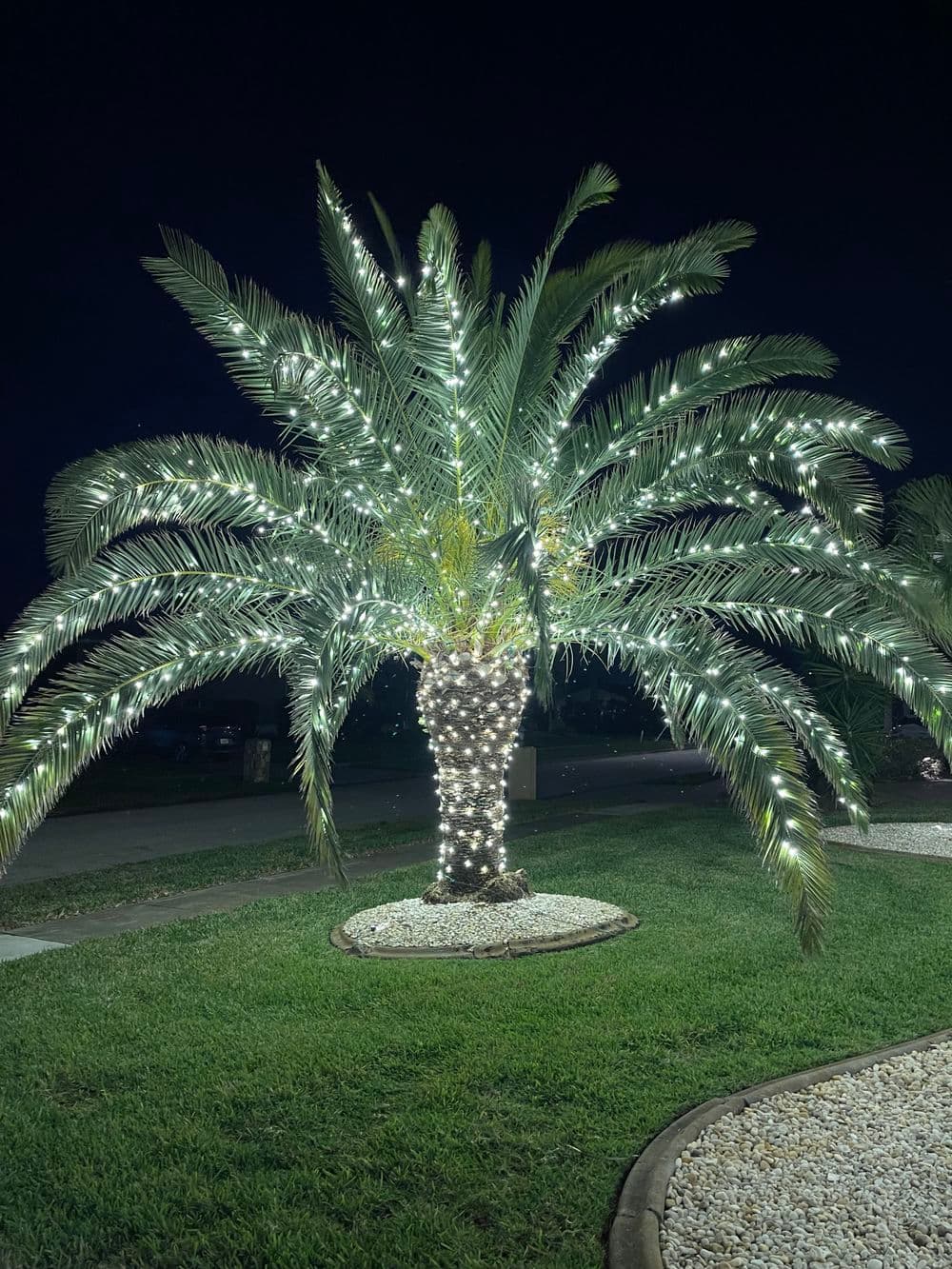 Illuminated palm tree wrapped in white lights, glowing against a dark night sky.