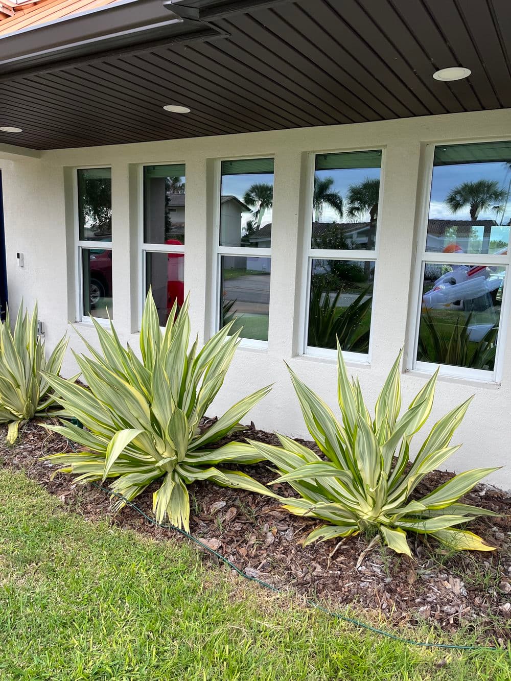 Modern home exterior featuring large windows and striking yucca plants in front yard.