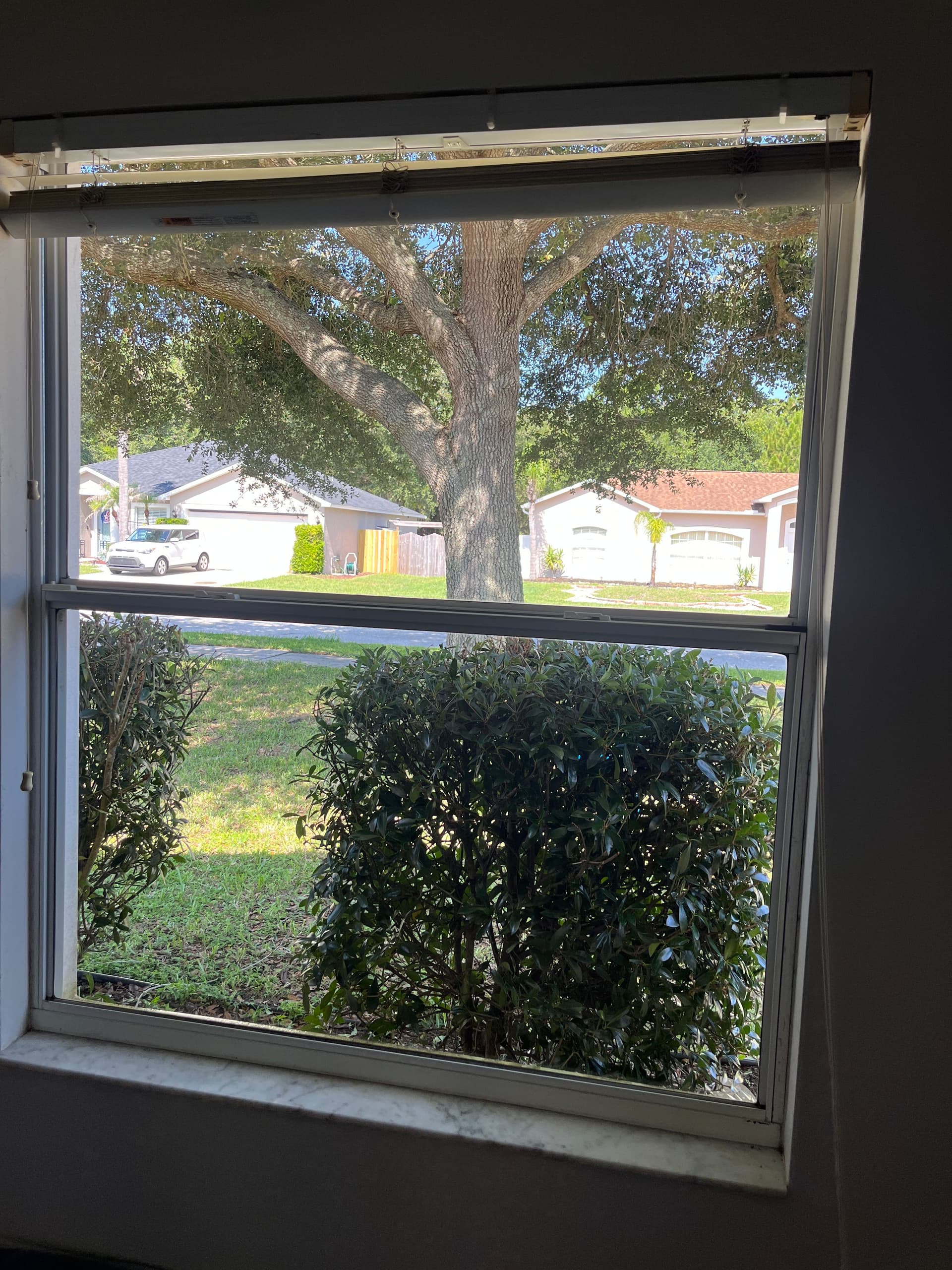 Gallery photos for What Organic Growth Does to Your Home Windows: Image #1