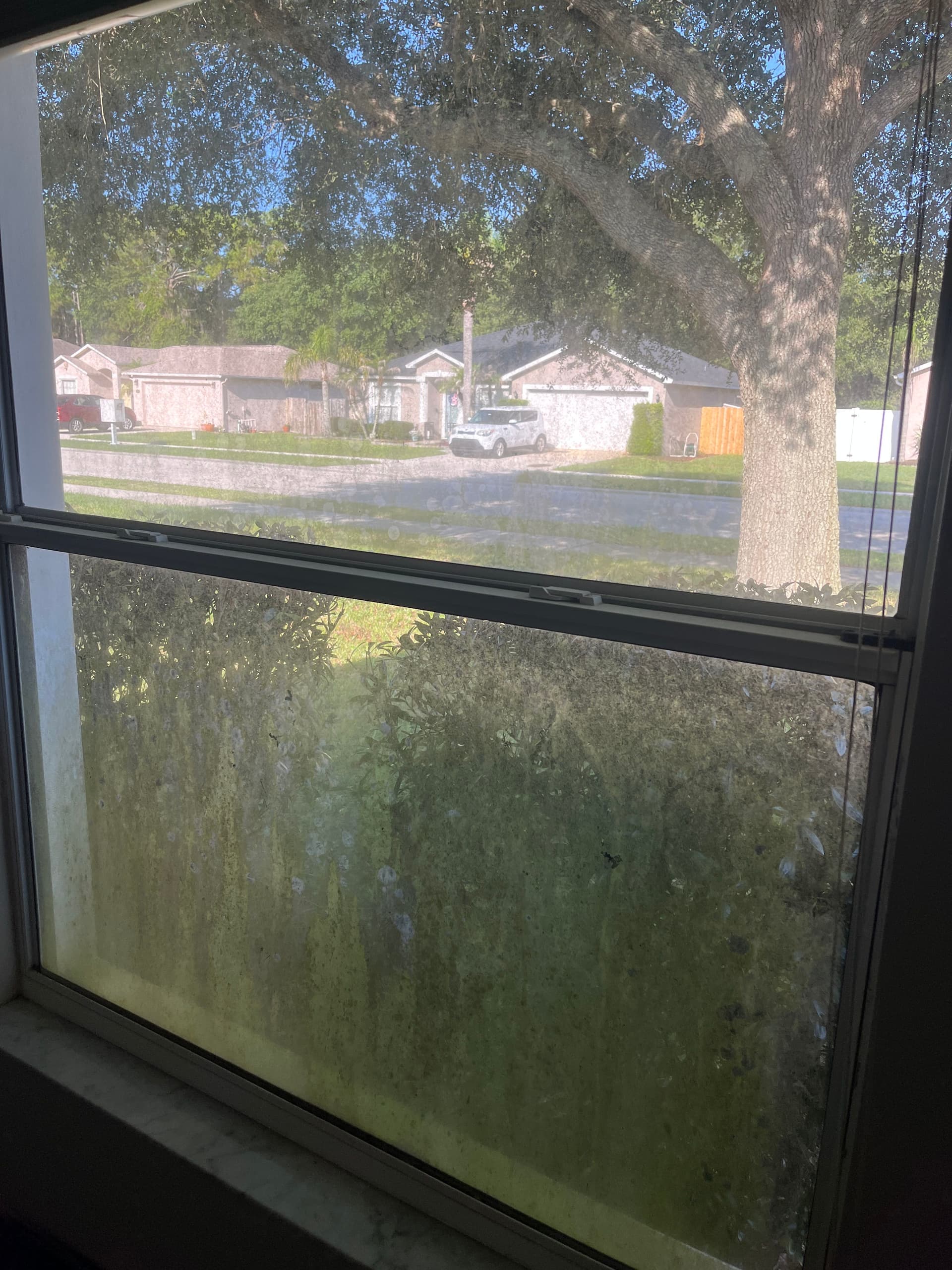 What Organic Growth Does to Your Home Windows image